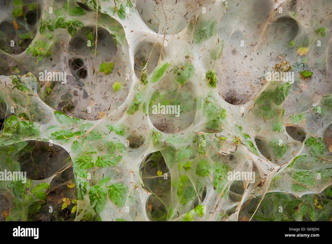 bird-cherry ermine, Germany / (Yponomeuta evonymella) Stock Photo