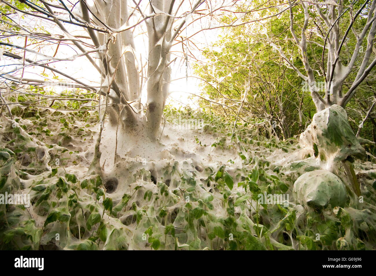 bird-cherry ermine, Germany / (Yponomeuta evonymella) Stock Photo