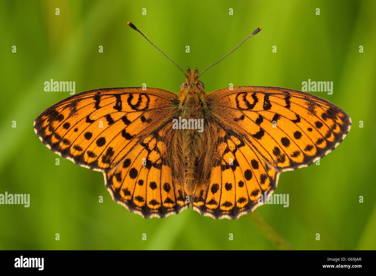 Lesser Marbled Fritillary, Germany / (Brenthis ino) Stock Photo