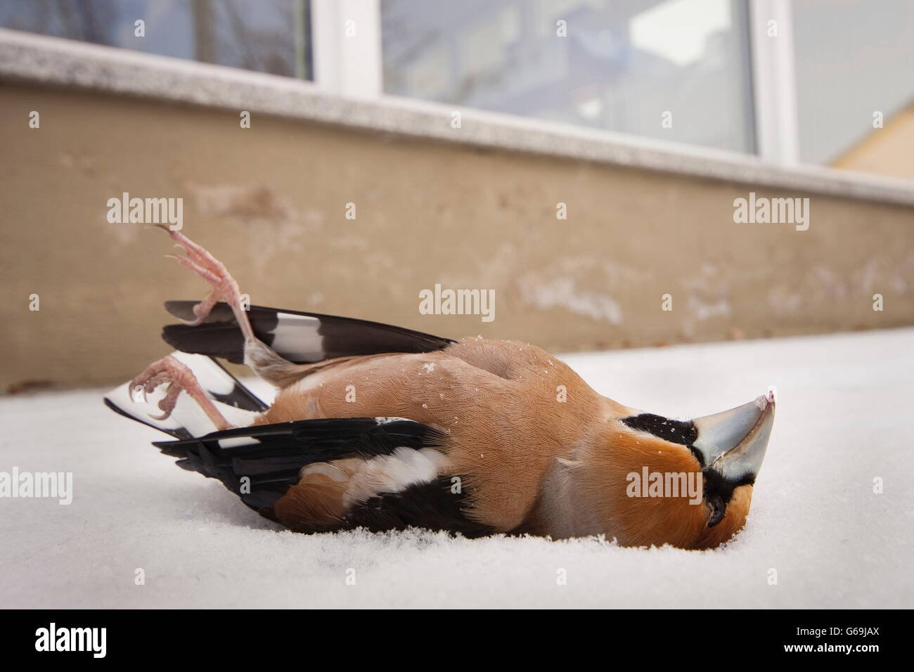 hawfinch, bird strike, Germany / (Coccothraustes coccothraustes) Stock Photo