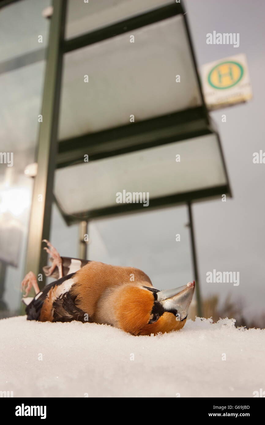 hawfinch, bird strike, Germany / (Coccothraustes coccothraustes) Stock Photo