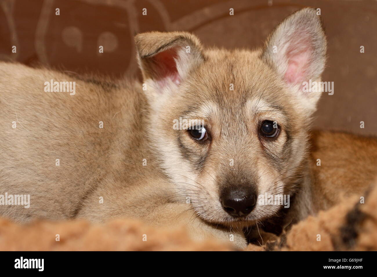 Saarloos wolfdog, pup, Germany Stock Photo