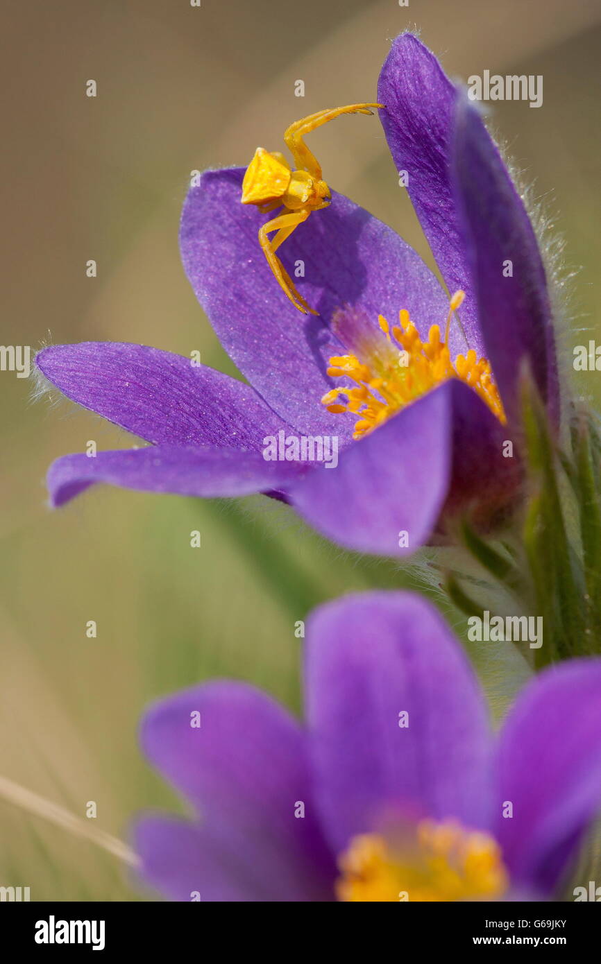 pasque flower, crab spider, Germany / (Pulsatilla vulgaris)(Thomisus onustus) Stock Photo