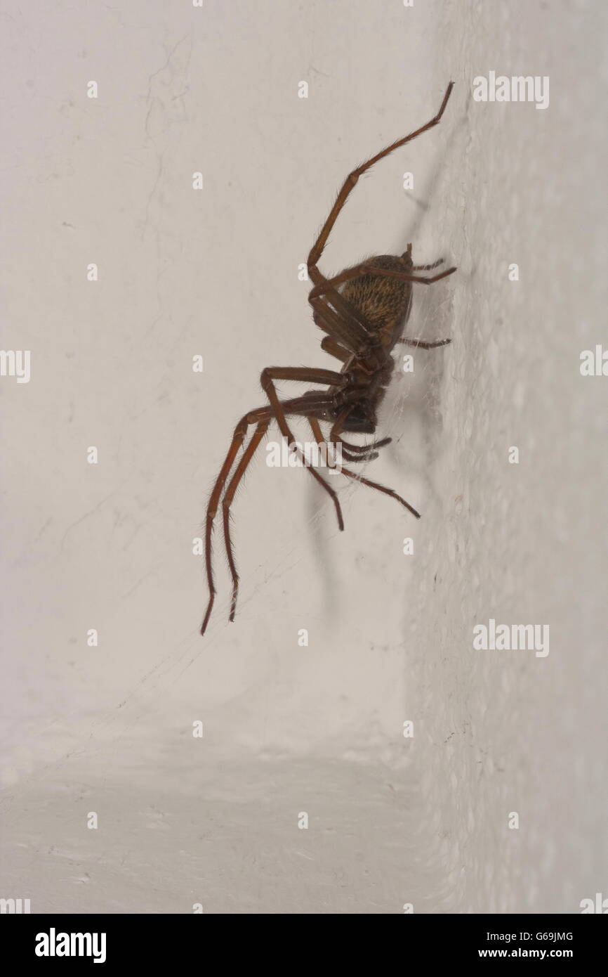 domestic house spider, Germany / (Tegenaria domestica) Stock Photo