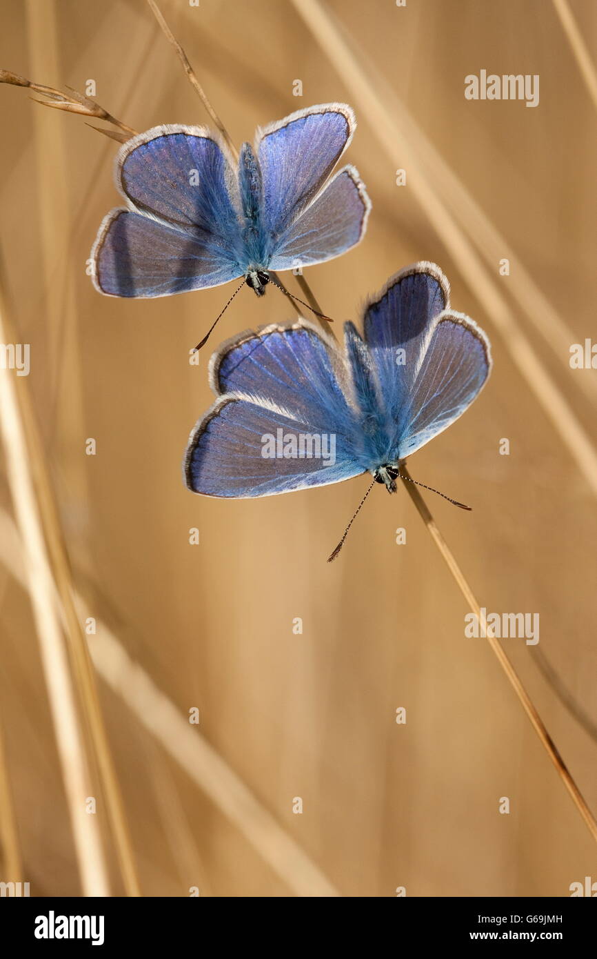 common blue, Germany / (Polyommatus icarus) Stock Photo