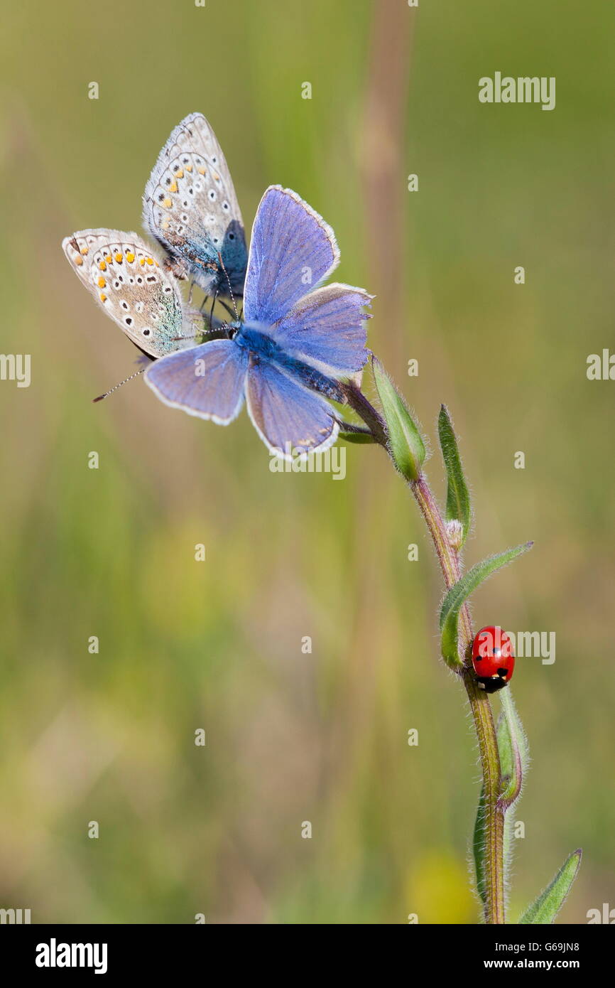 common blue, Germany / (Polyommatus icarus) Stock Photo