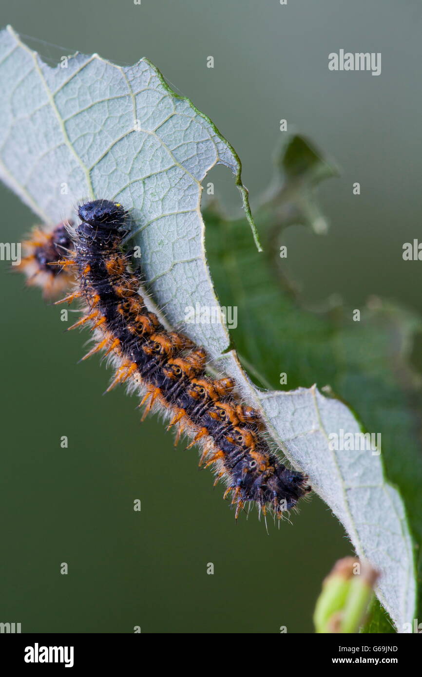 Blackleg Tortoiseshell, caterpillar, Germany / (Nymphalis polychloros
