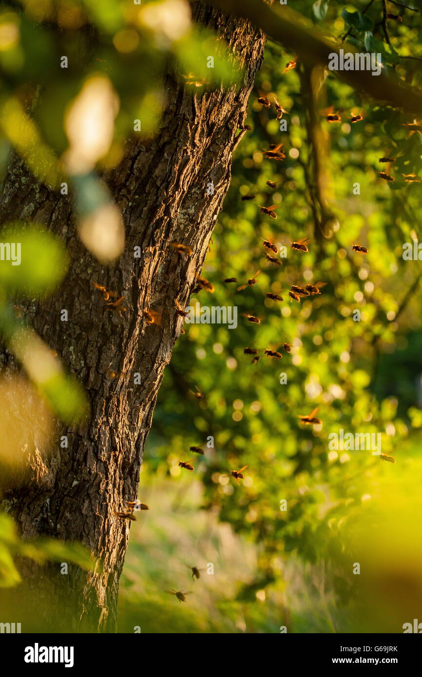 European hornet, nest, Germany / (Vespa crabro) Stock Photo