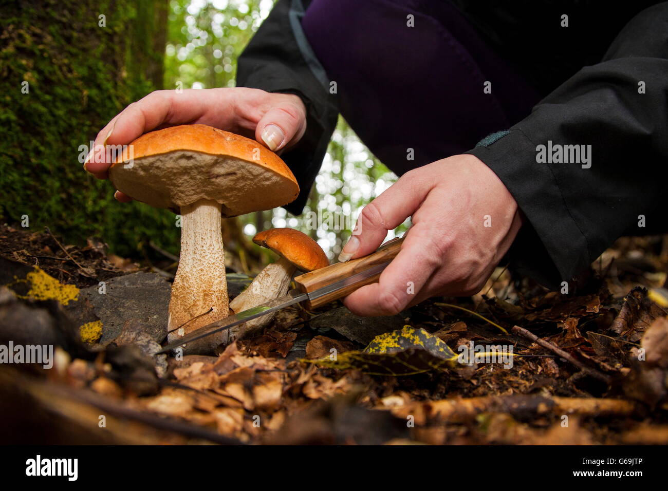 going on a mushroom foray, Germany / (Leccinum aurantiacum) Stock Photo