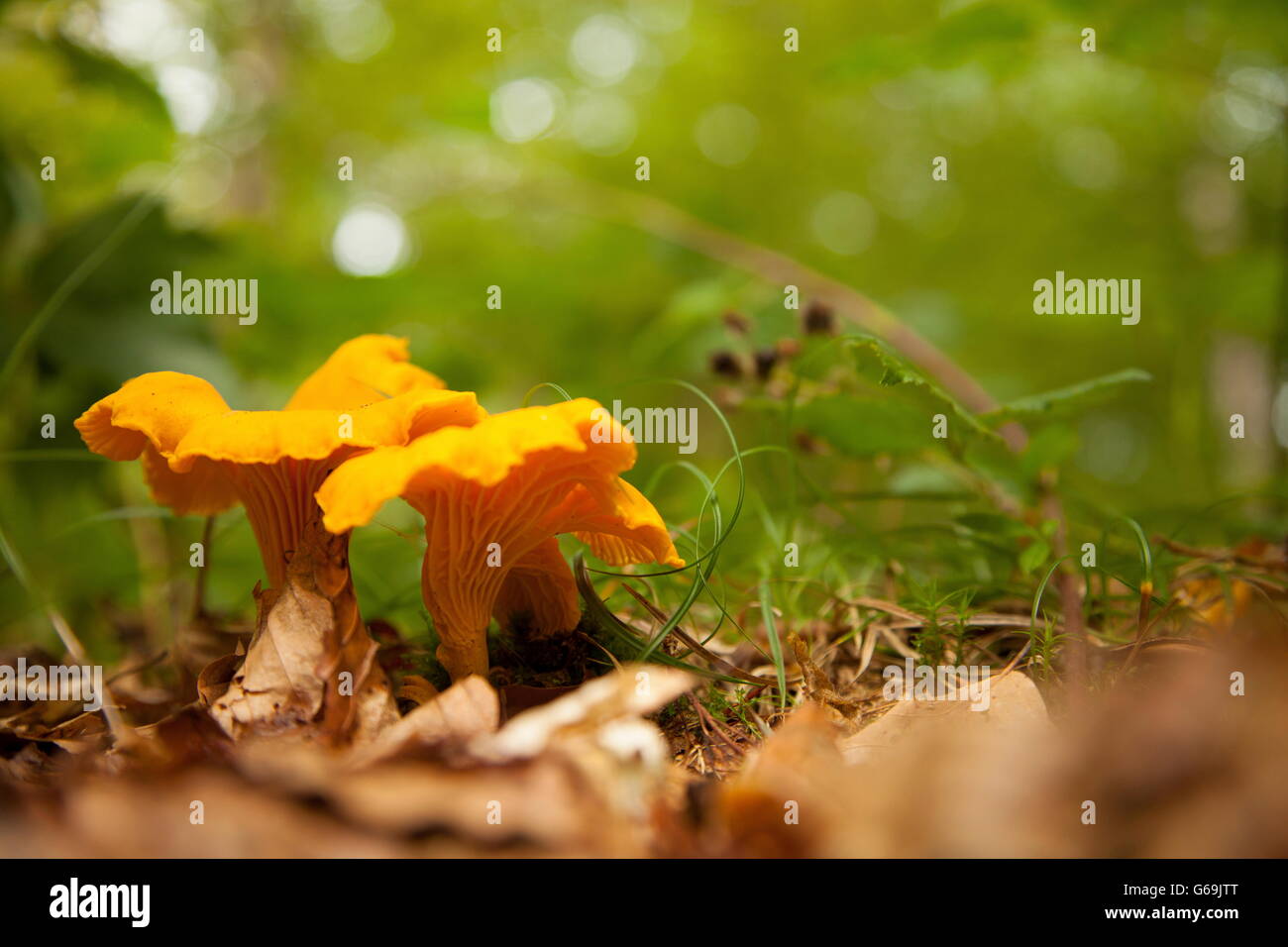 Cantharellus Cibarius High Resolution Stock Photography and Images Alamy