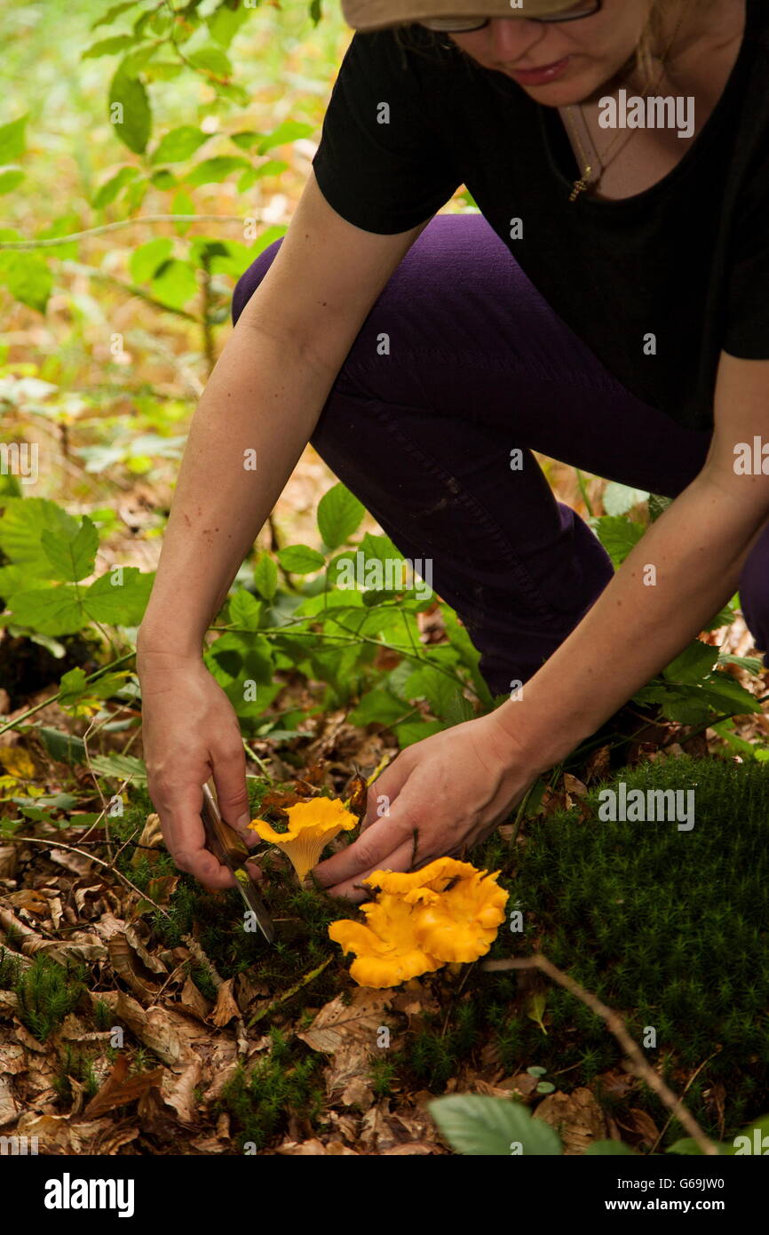 chanterelle, collecting mushrooms, Germany / (Cantharellus cibarius