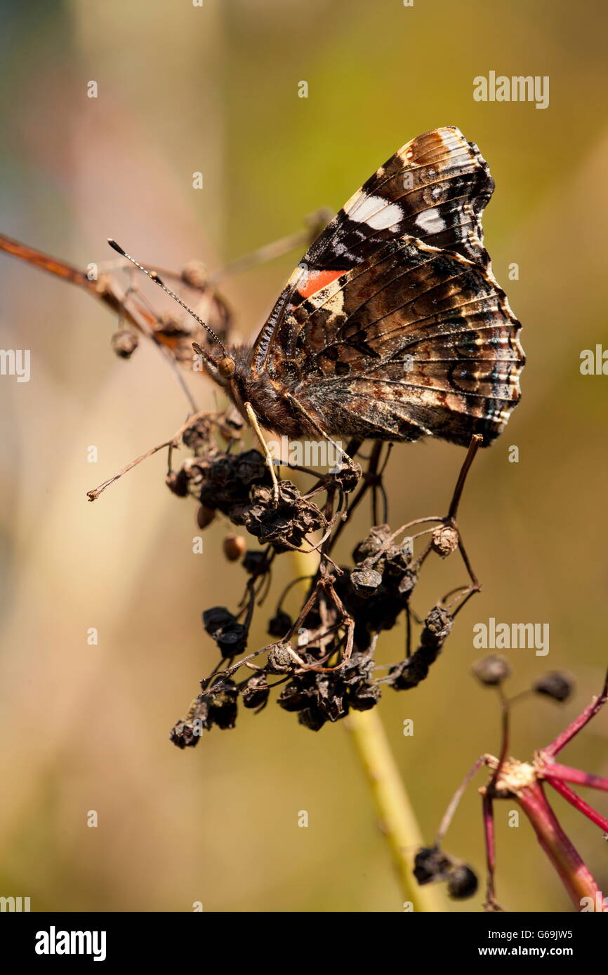 Red Admiral, Germany / (Vanessa atalanta) Stock Photo