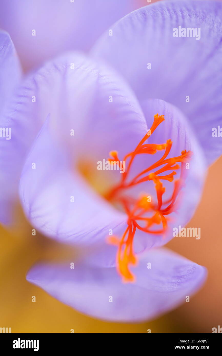 saffron crocus, Germany / (Crocus sativus Stock Photo Alamy