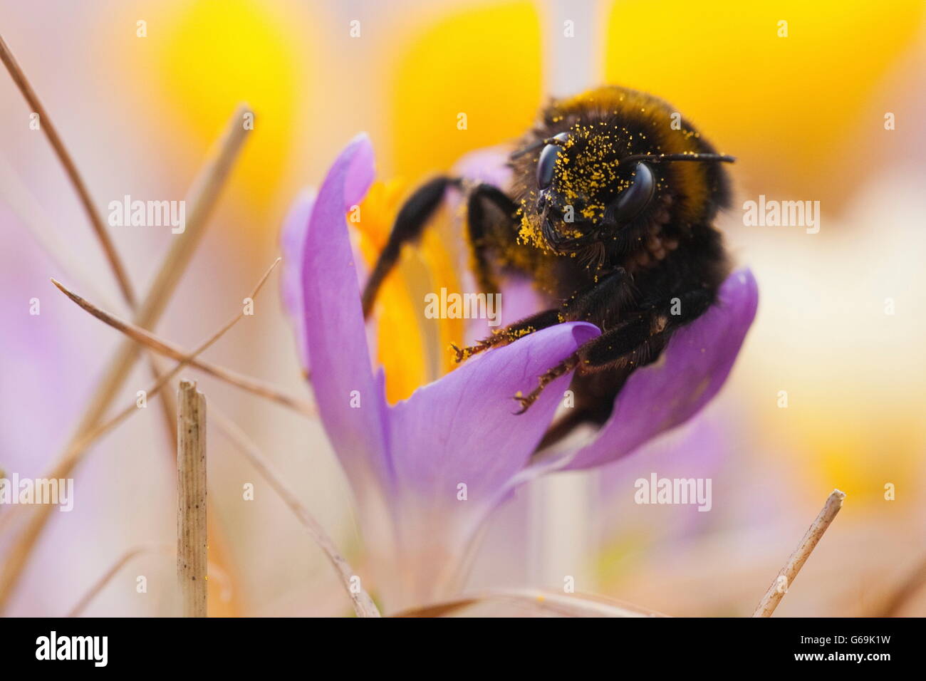 large earth bumblebee, crocus, Germany / (Bombus terrestris)(Crocus) Stock Photo