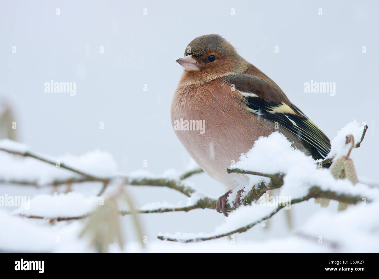 common chaffinch, Germany / (Fringilla coelebs) Stock Photo