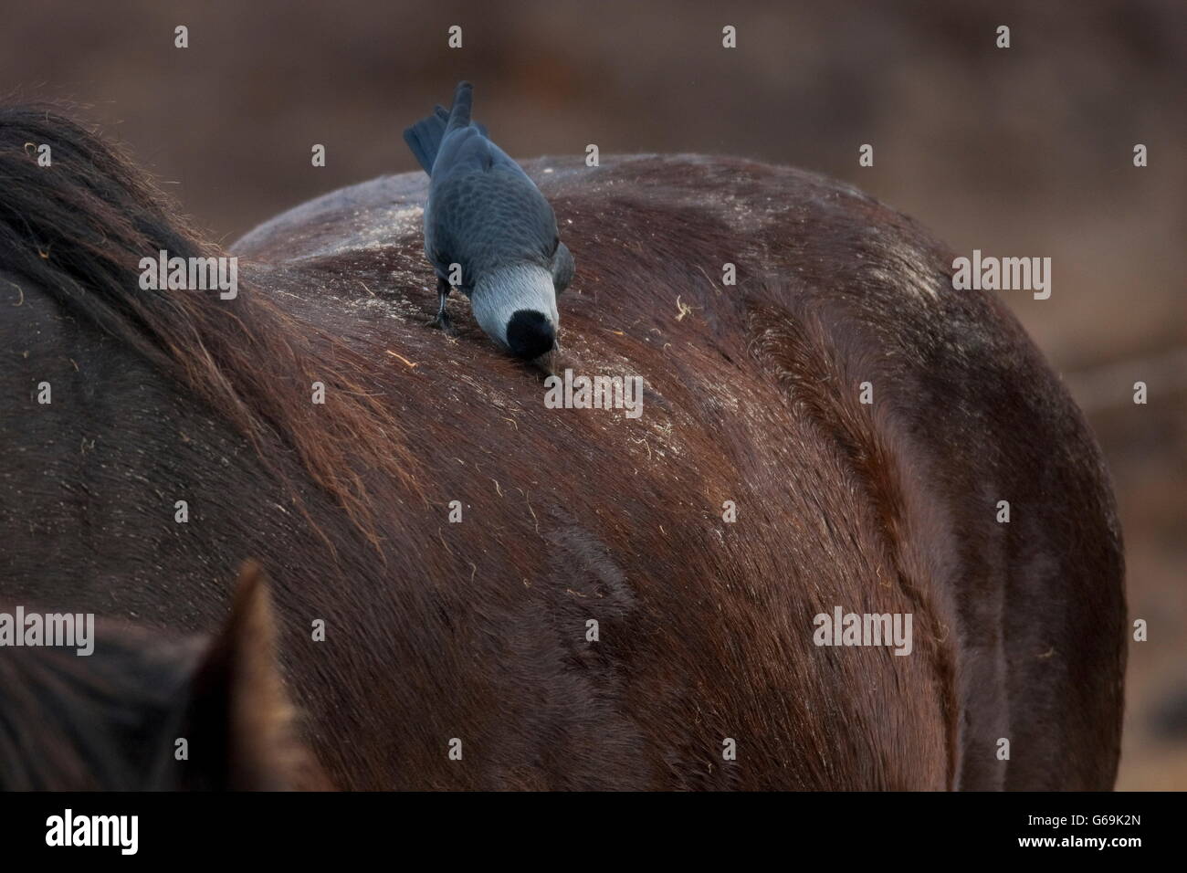 western jackdaw, horse, Texel, Netherlands / (Corvus monedula) Stock Photo