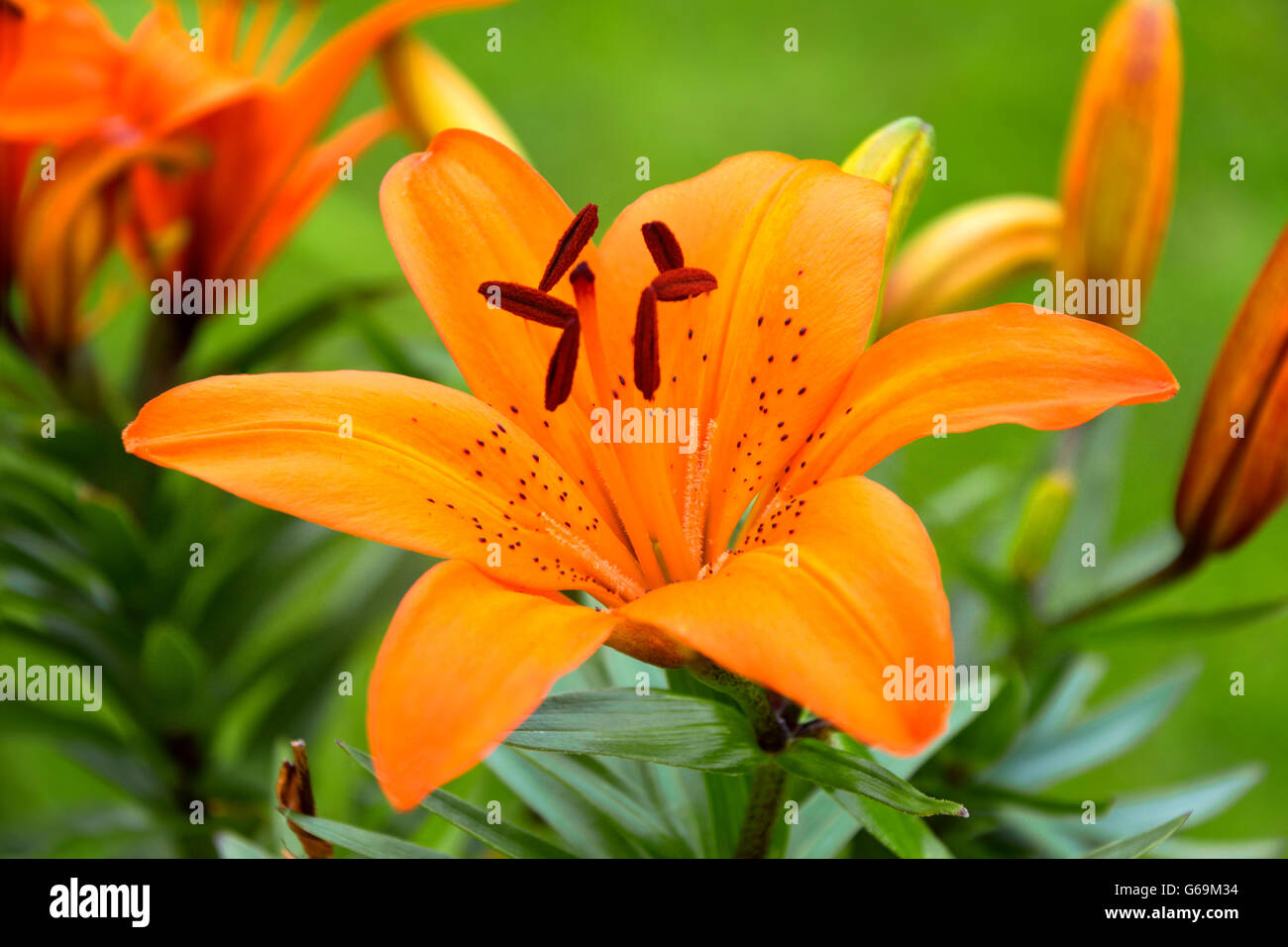 Tiger Lily Lilium Tigrinum a bright orange flower with black spots Stock Photo