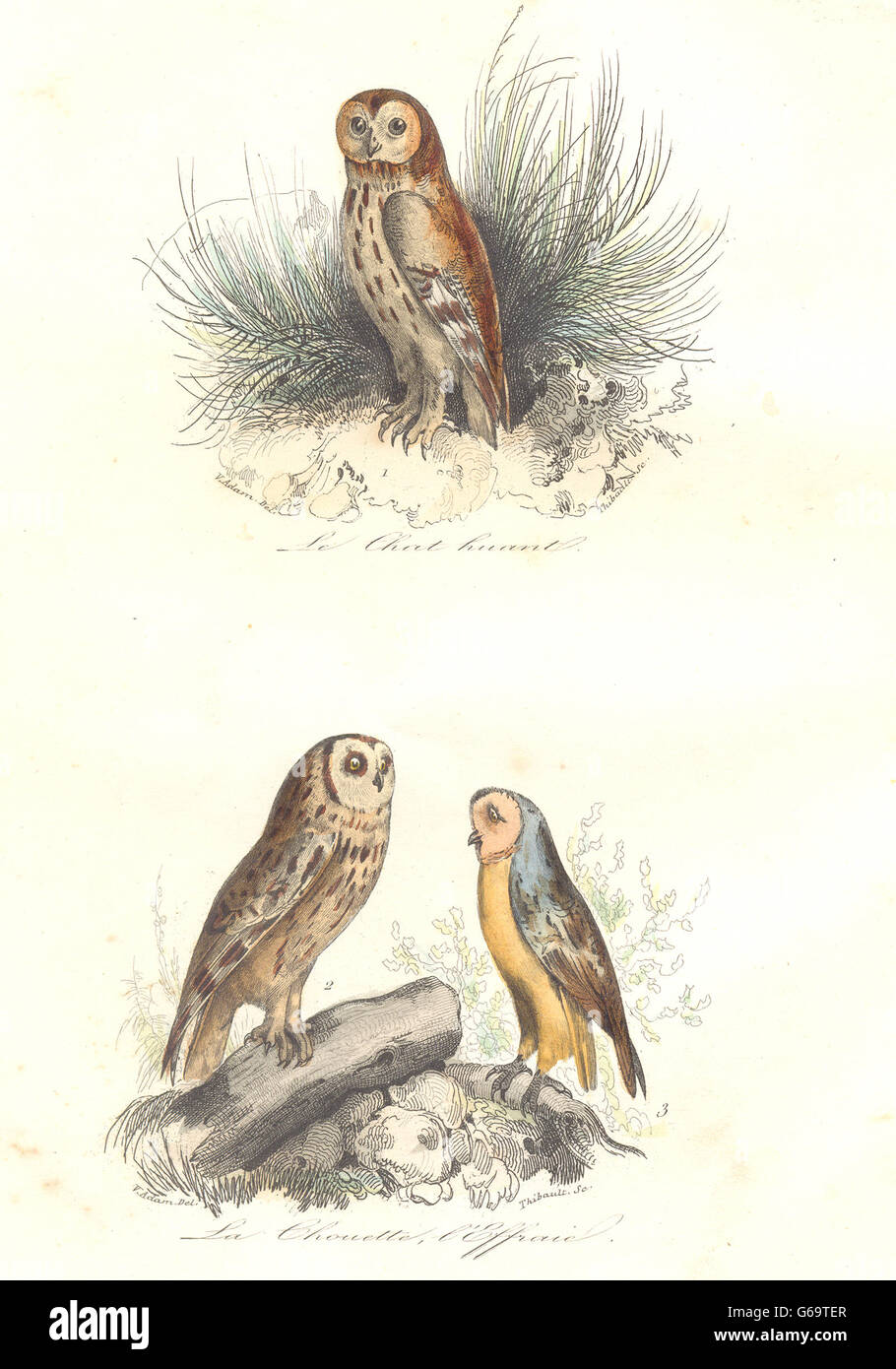 BIRDS: Great Brown, Screech Owl; Chat huant, Chouette, Effraie. BUFFON, 1841 Stock Photo