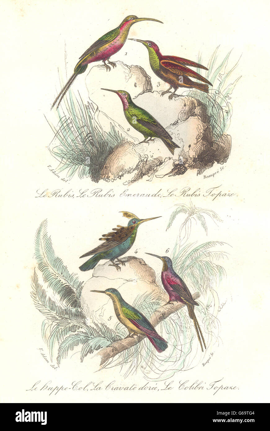 BIRDS:Emerald Ruby Topaz,Tufted-Neck,Golden-Throated,Hummingbird.BUFFON, 1841 Stock Photo