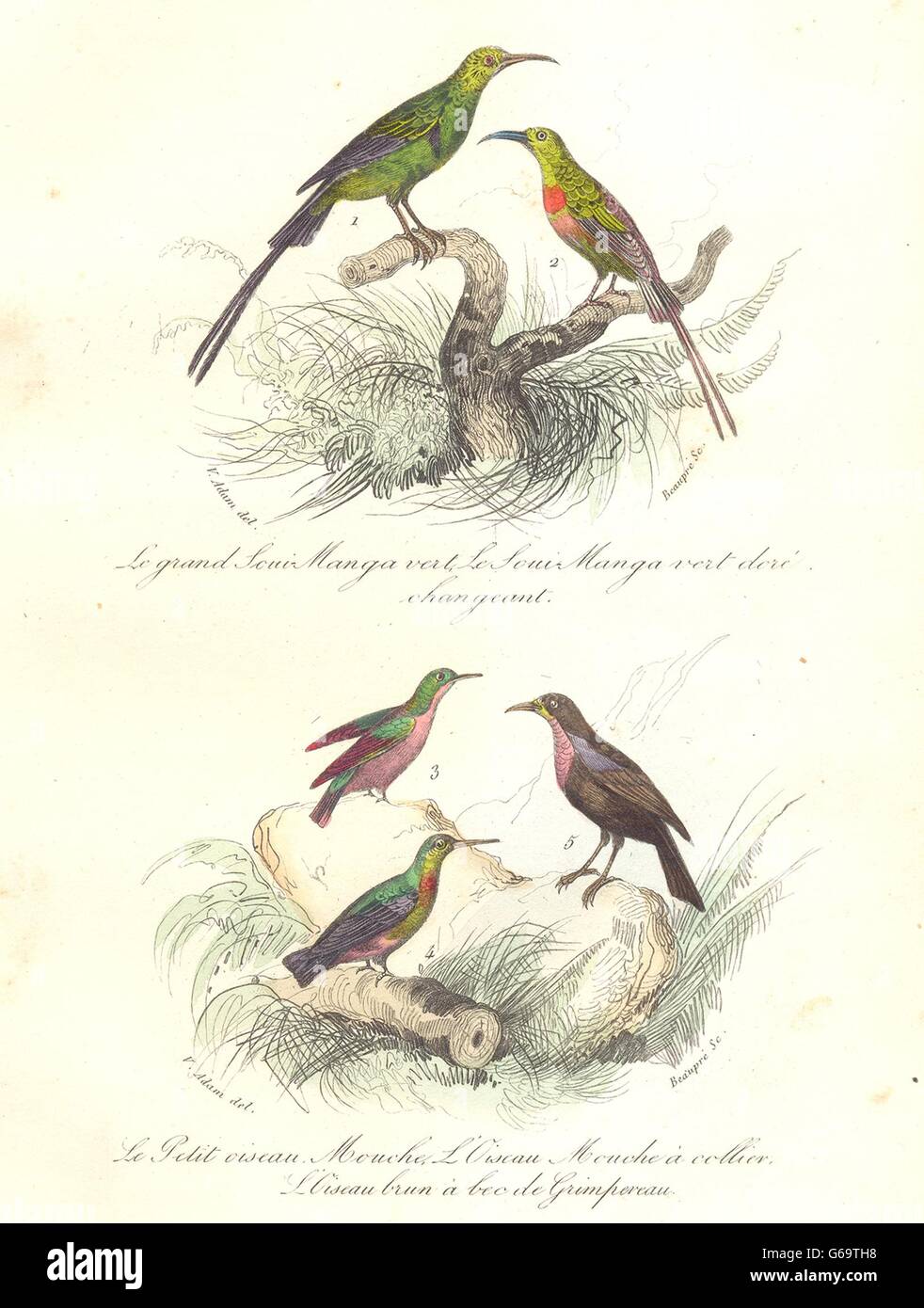 BIRDS:Great Long Tailed,Golden Shot Souimanga;Bollared Hummingbird.BUFFON, 1841 Stock Photo