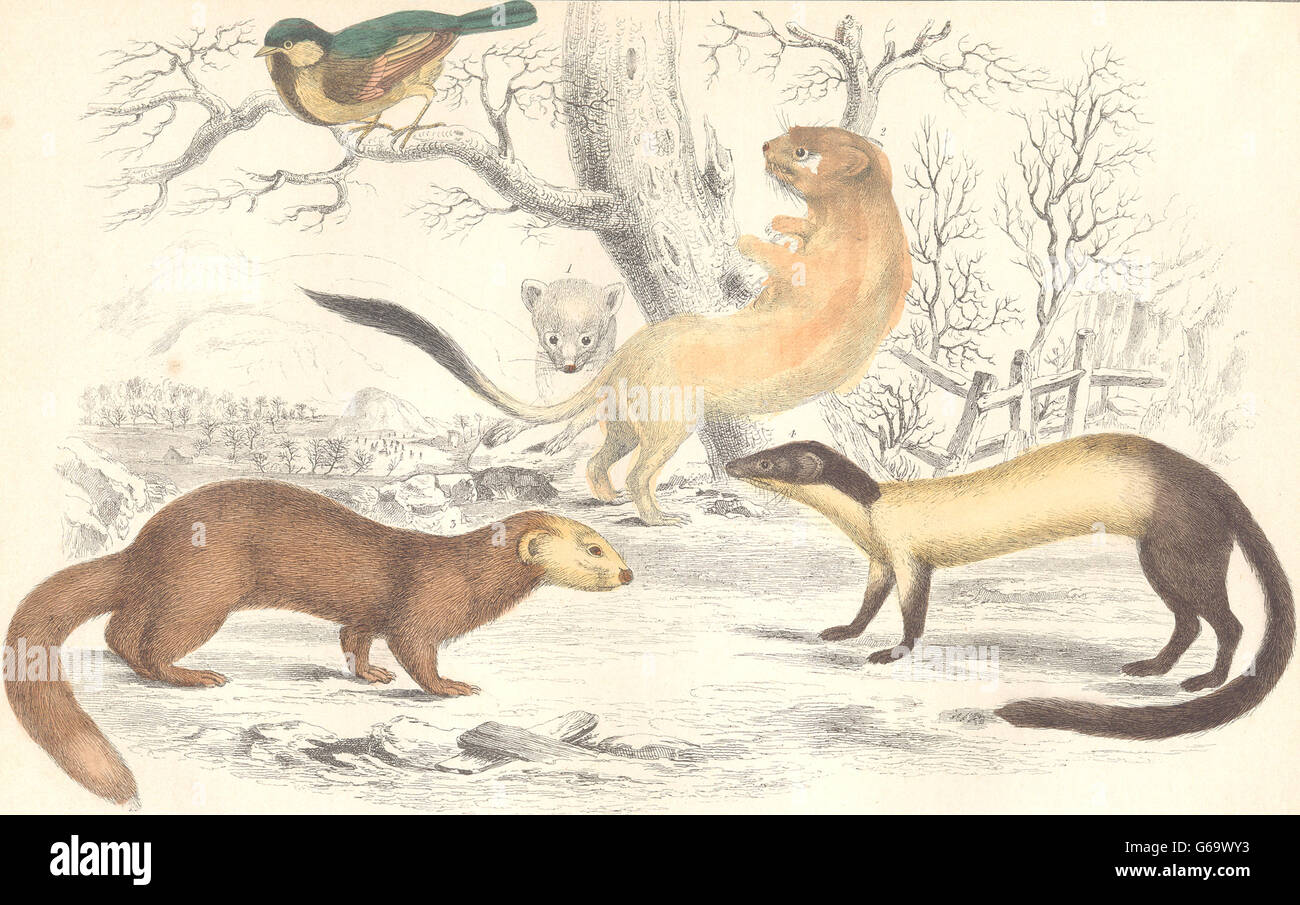 MAMMALS: Ermine (winter) ; Hardwick's weasel; Java Ferrere. GOLDSMITH., 1870 Stock Photo