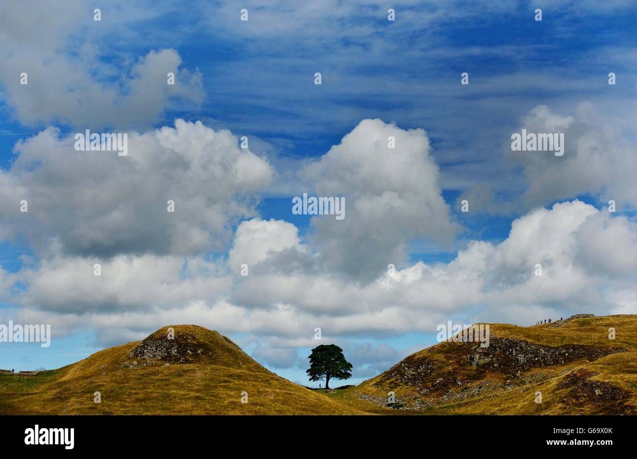 Sycamore Gap on Hadrian's Wall in Northumberland, which featured in the film 'Robin Hood Prince of Thieves', as it was announced that July was the warmest, driest and sunniest since 2006. Stock Photo