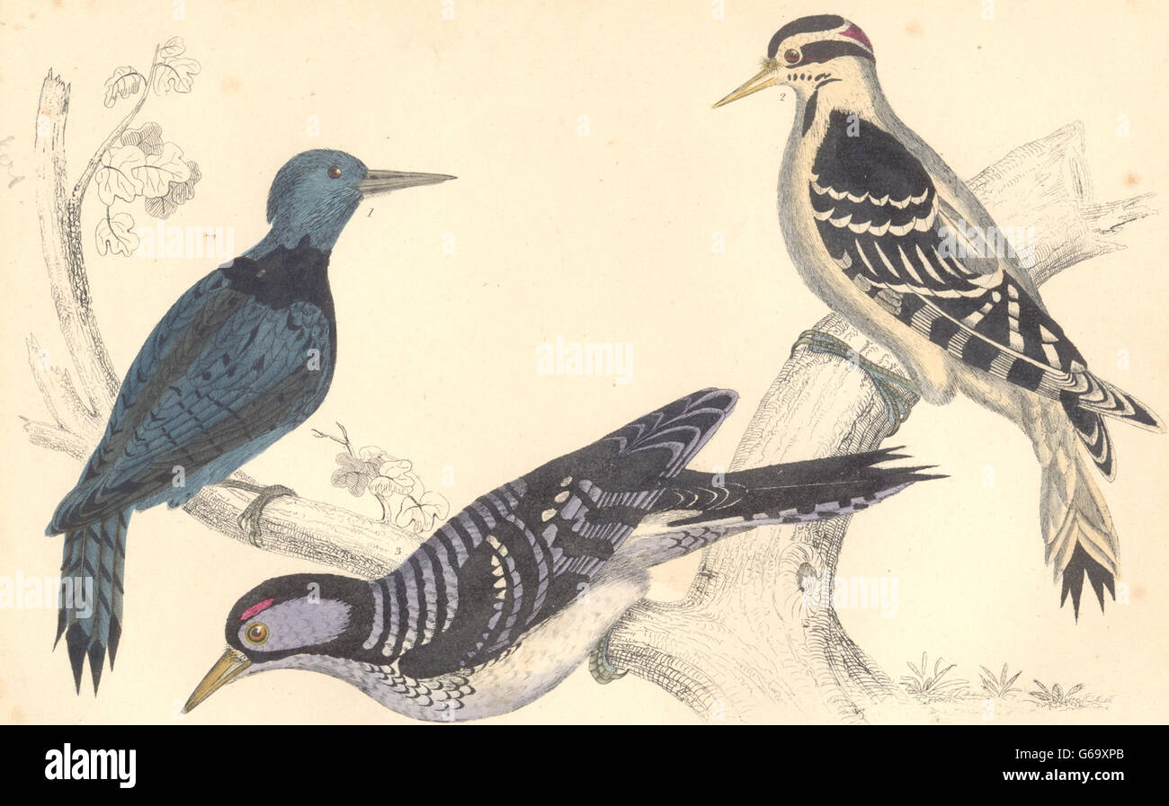 WOODPECKERS: Black-breasted; Hairy; Red-cockaded Woodpecker. GOLDSMITH