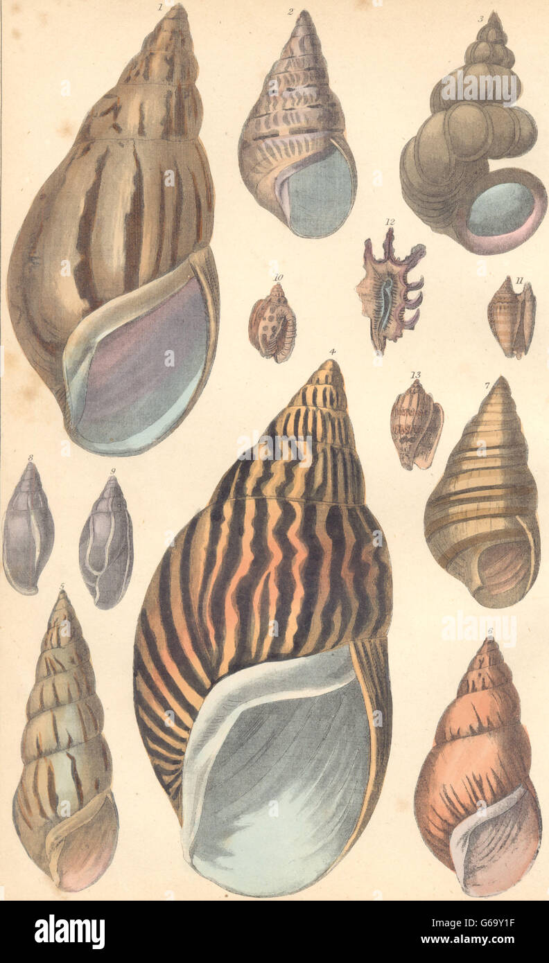GEOLOGY: Acute Agate Shell; Variegated; Wentle Trap; Zebra; Fiery ...