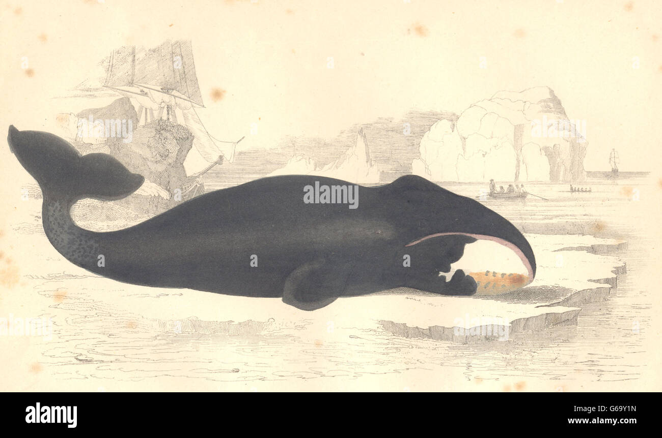 WHALES: The True Whale. GOLDSMITH. Hand coloured, antique print 1870 Stock Photo