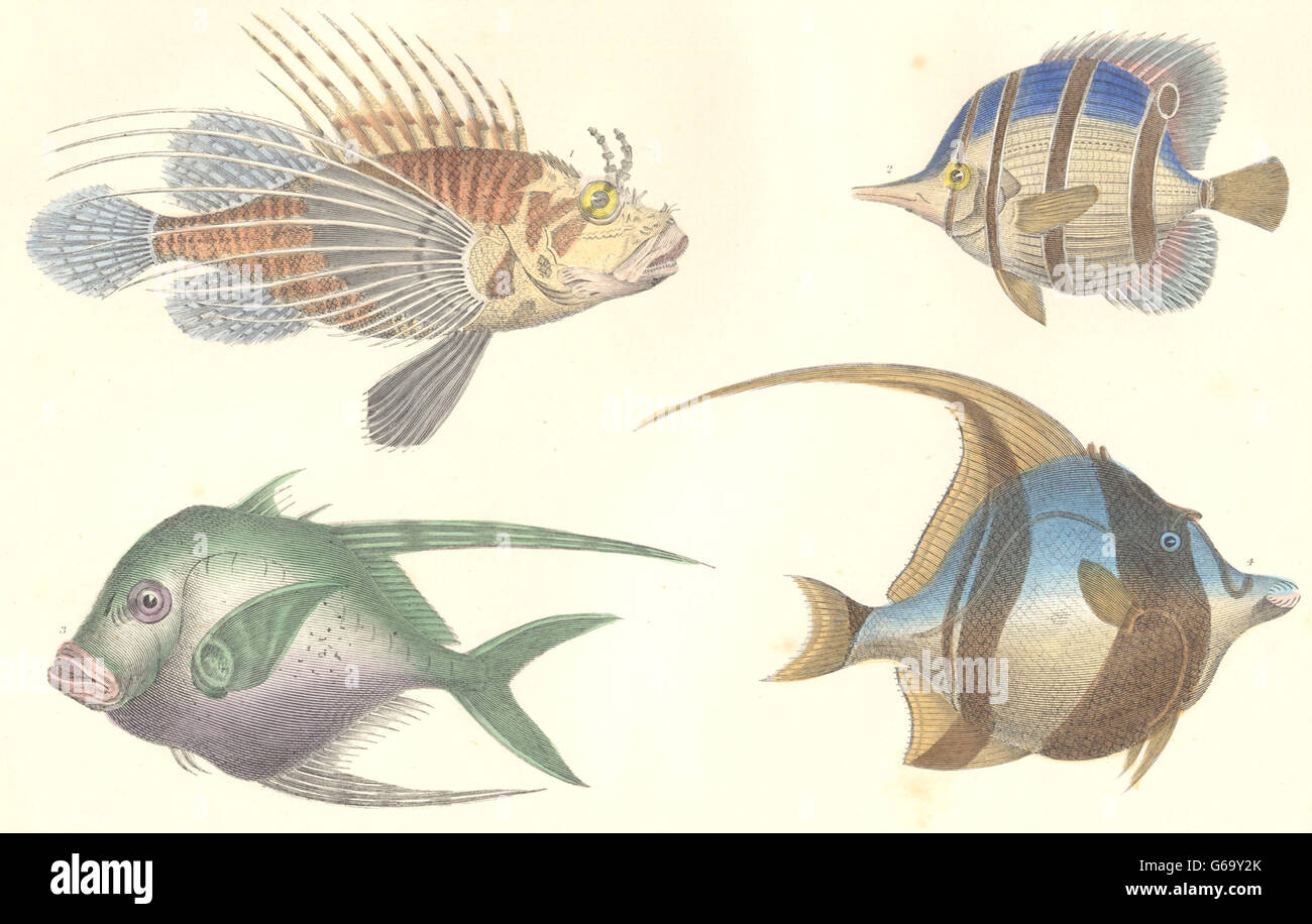 FISH:Scorpena Antennata;Chaetodon Rostratus;Pimelepterus Bosquii;Cornutus, 1870 Stock Photo
