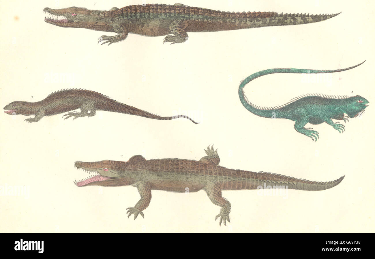 REPTILES: Crocodile Nile; Ornamented Tupinambis; Dragon Lizard; Cmn Guana, 1870 Stock Photo