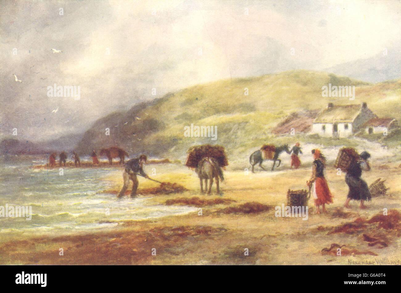 CONNAUGHT: Wrack (seaweed) gathering on the West Coast. Donkeys., print c1912 Stock Photo