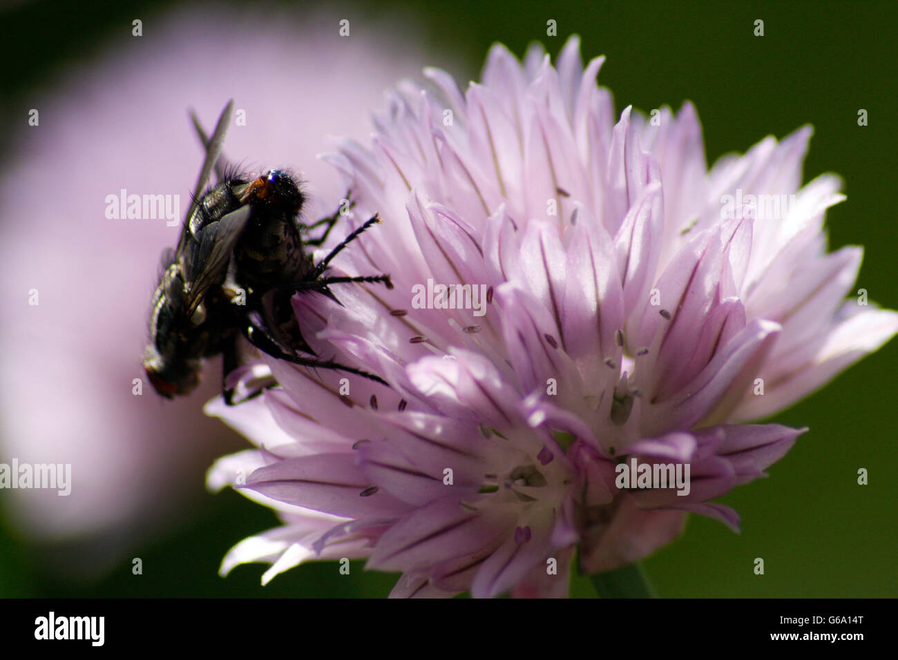 Makro-Aufnahme: Fliege auf Schnittlauch Blume. Stock Photo