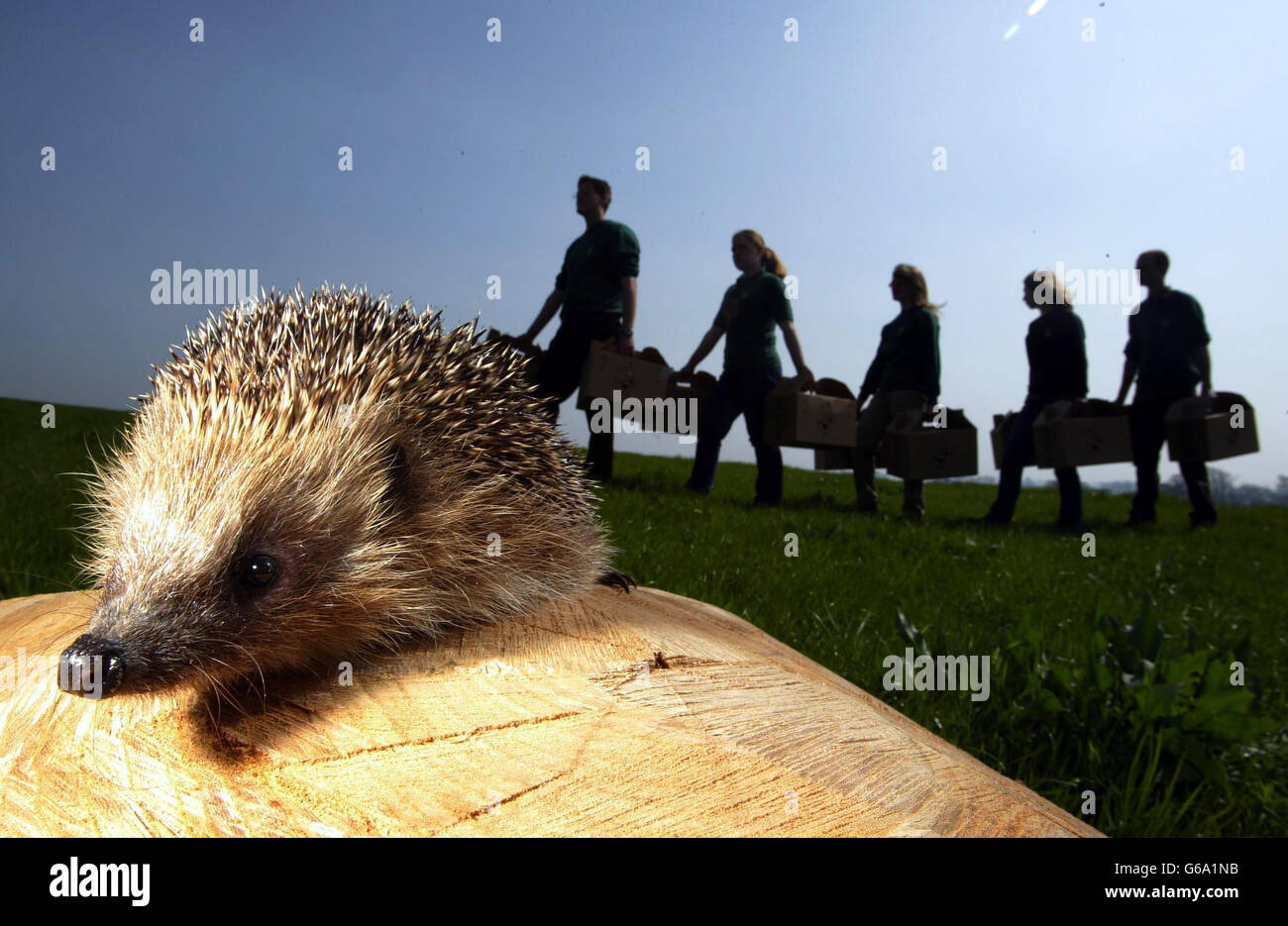 Hedgehog Rescue due to Cull Stock Photo