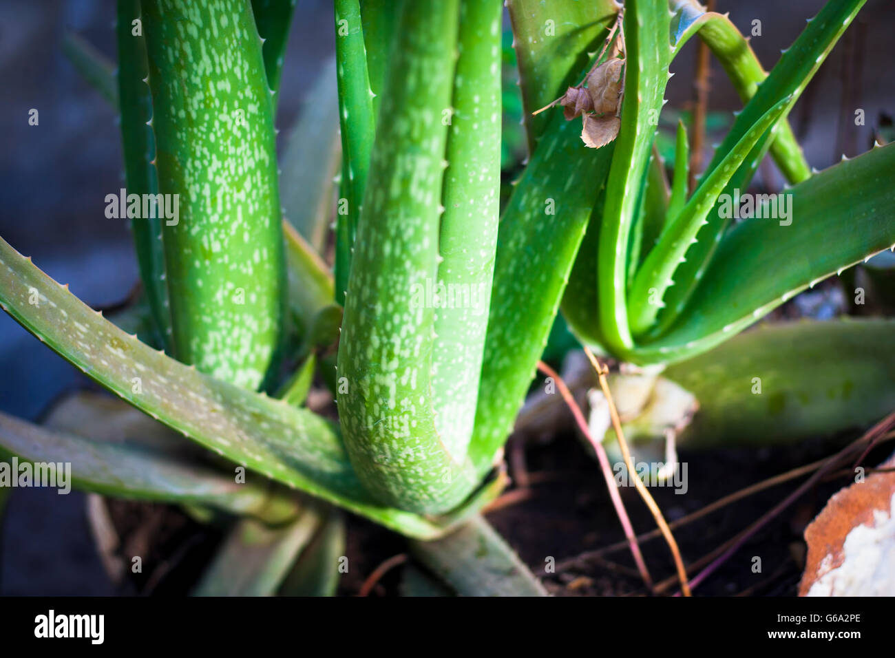 Aloveera plant,with blurred background, isolated, selective focus, shallow depth of field, concept of beauty & health. Stock Photo