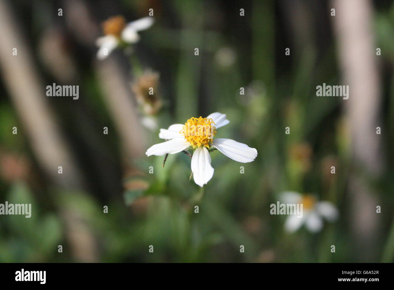 Ladybird johnson wild flower hi-res stock photography and images - Alamy