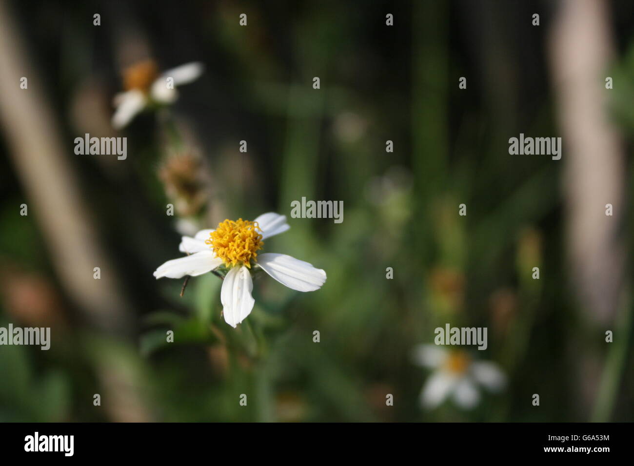 Wild flowers names hi-res stock photography and images - Alamy