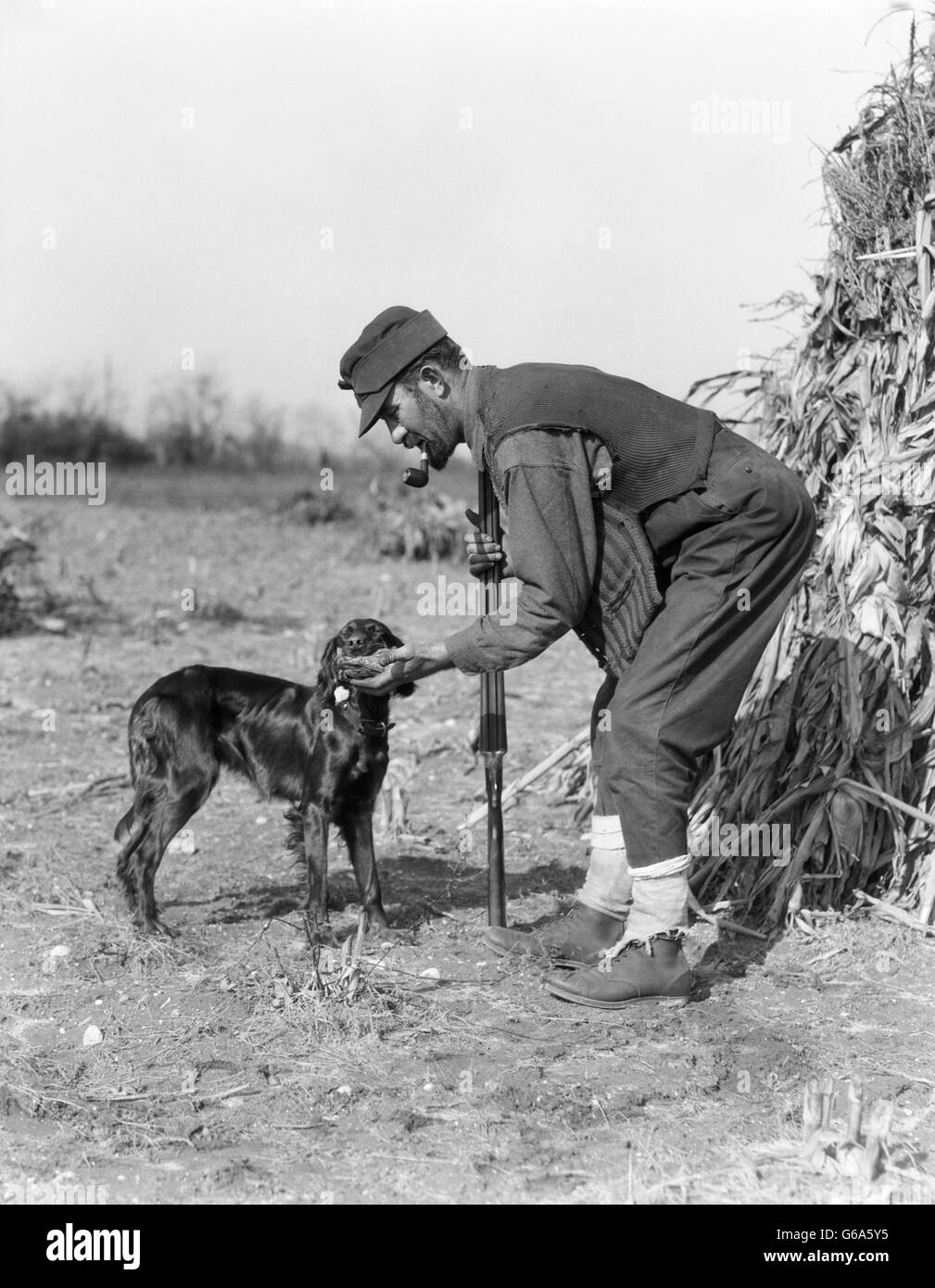 1930s MAN HUNTER WITH SHOTGUN IN CORN FIELD TAKING BIRD FROM IRISH SETTER DOG Stock Photo