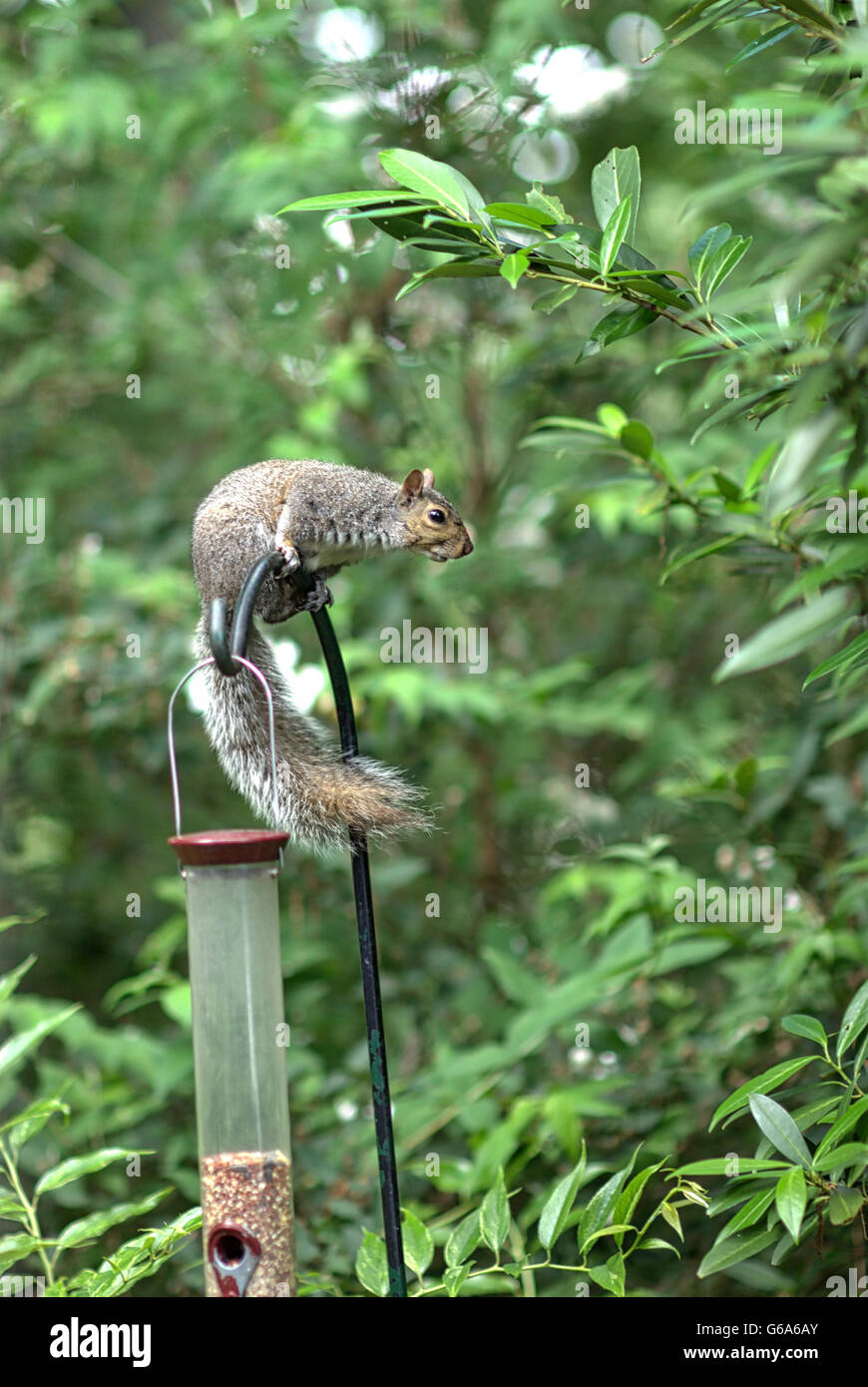 A gray squirrel sits atop a bird feeder attempting to knock seeds onto