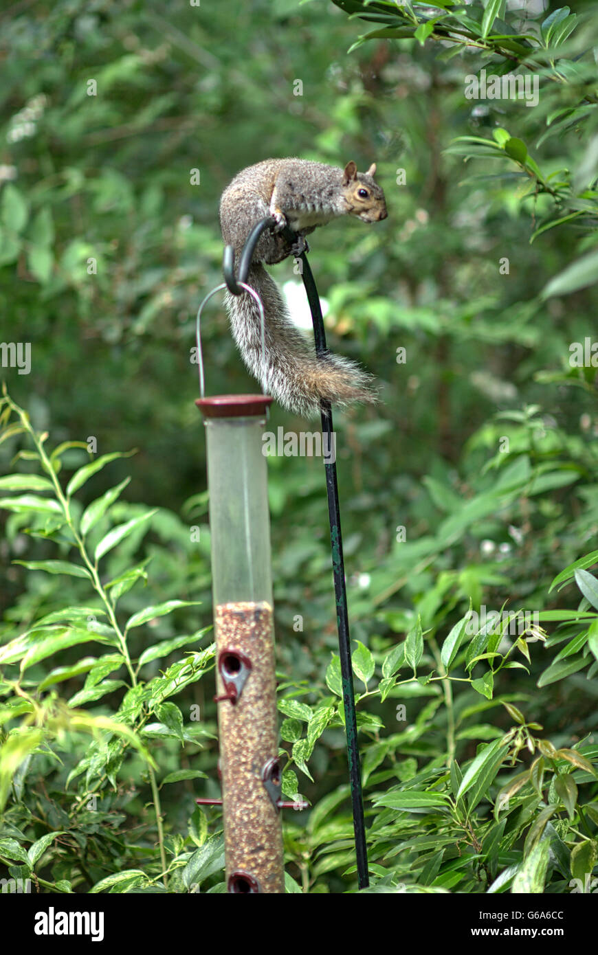 A gray squirrel sits atop a bird feeder attempting to knock seeds onto