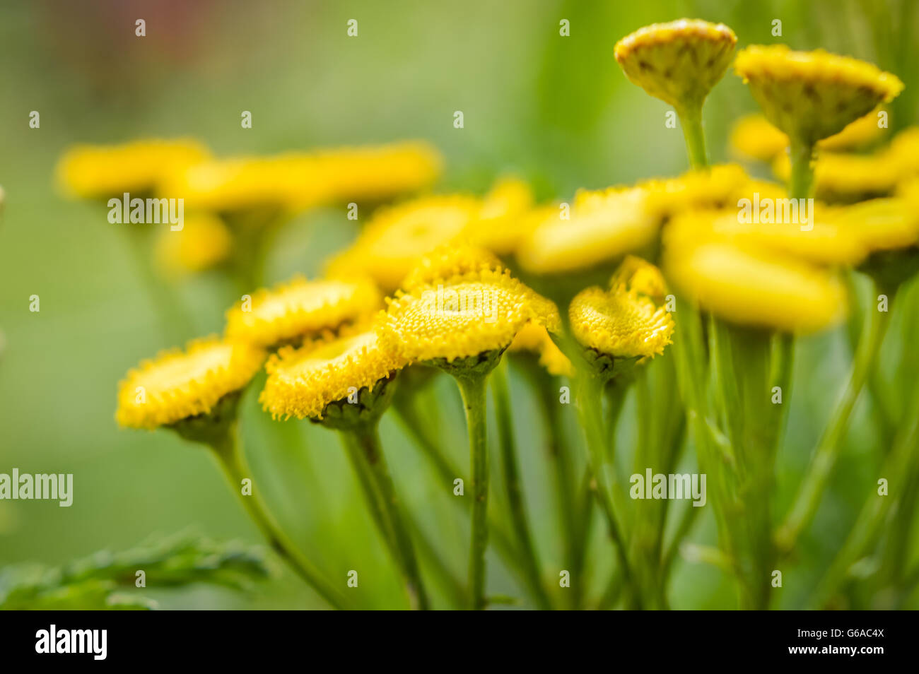 Tansy flowers close up Stock Photo