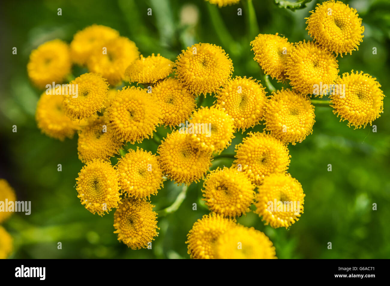 Пижма обыкновенная лекарственное. Tansy (пижма). Пижма Tanacetum vulgare. Пижма соцветие. Пижма обыкновенная цветет.