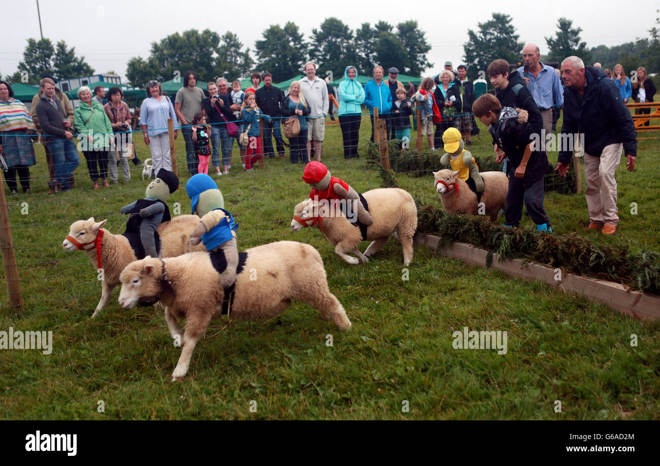 Sheep racing at philleigh country fare in cornwall hi-res stock ...