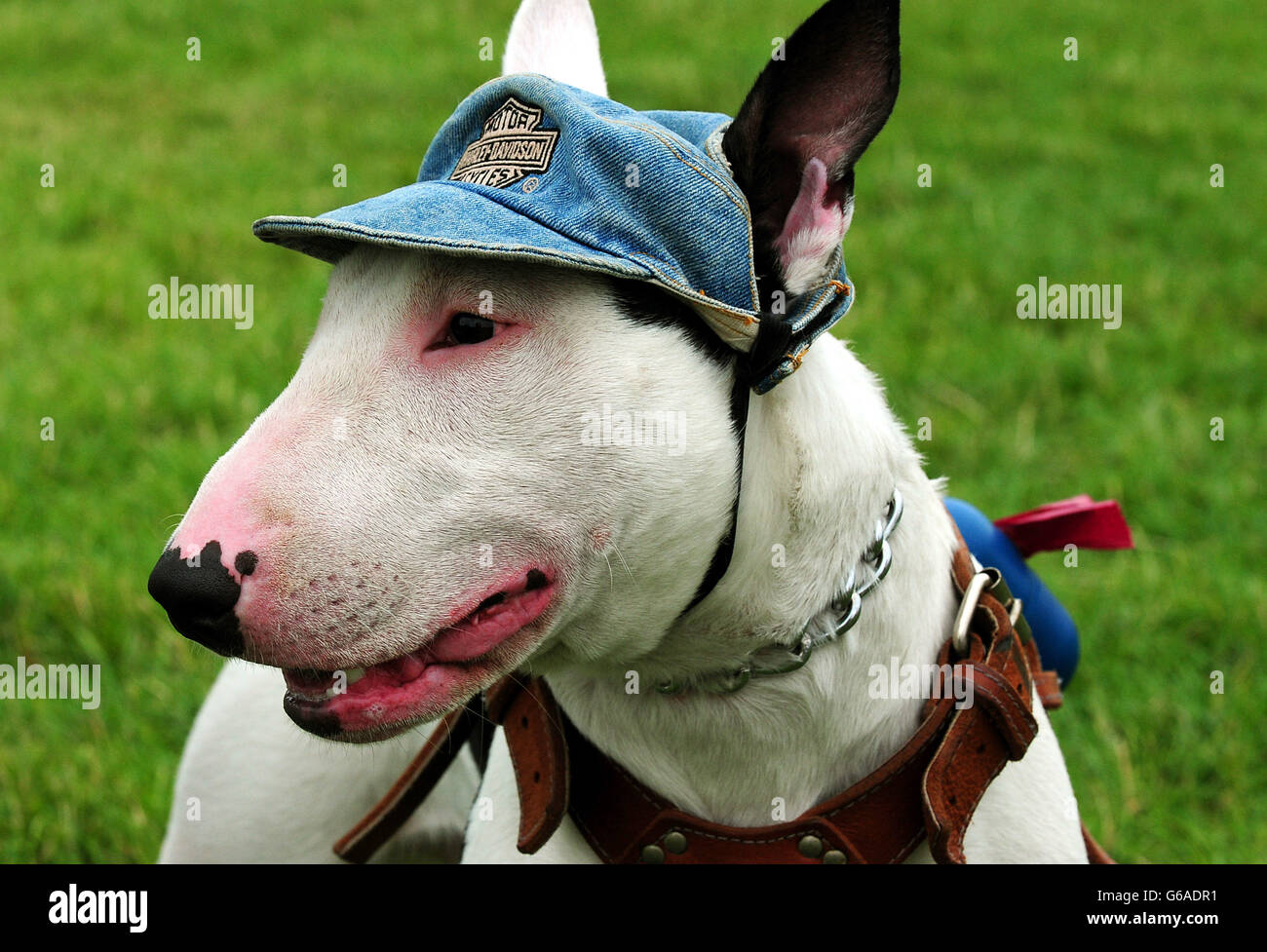 English Bull Terrier Dexter during the Capable Canines Dog Show at Catton Hall, Walton-on-Trent, Derbyshire. Stock Photo