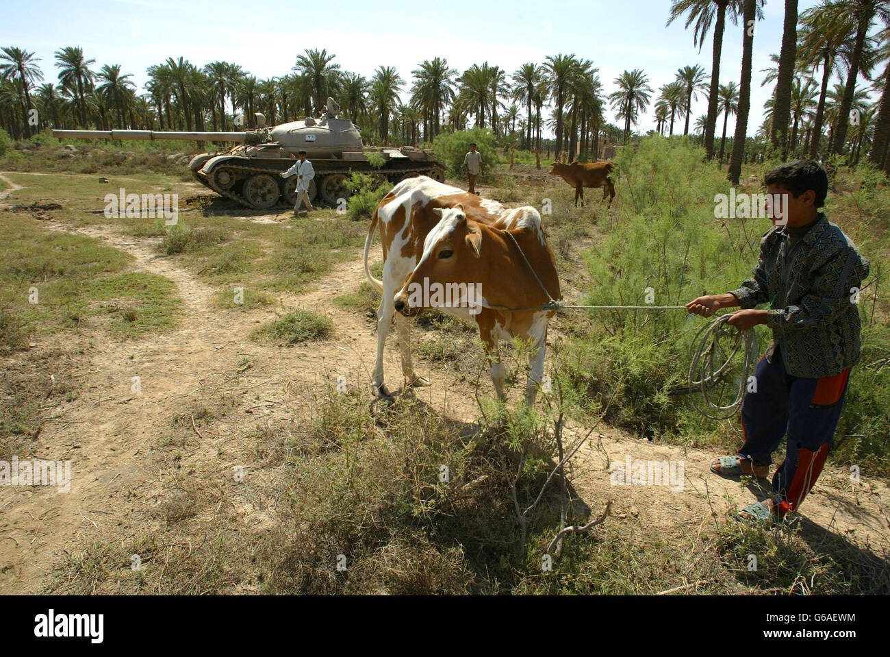 Cattle Farmer Iraq Stock Photo