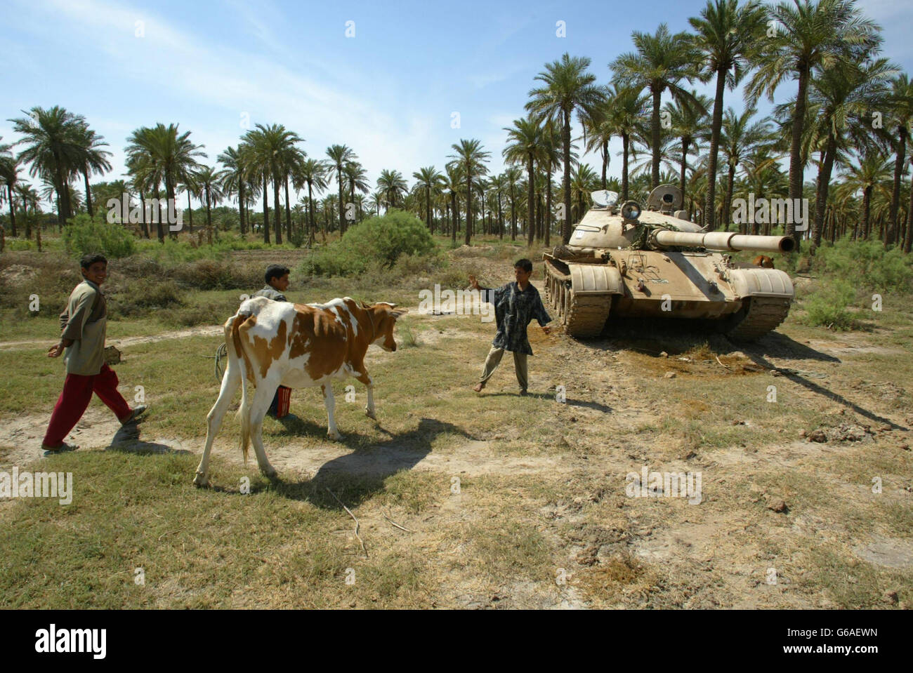 A young Iraqi farmer grazes his cattle by an abandoned Russian-built T-62 tank near Ad Dayr. Meanwhile, allied forces were holding a commander of the Baghdad Ba'ath Party after he was handed over by Iraqi Kurds. *... Samir al-Aziz al-Najim is the highest ranking figure on the coalition's 'most wanted' list to be caught so far. Stock Photo