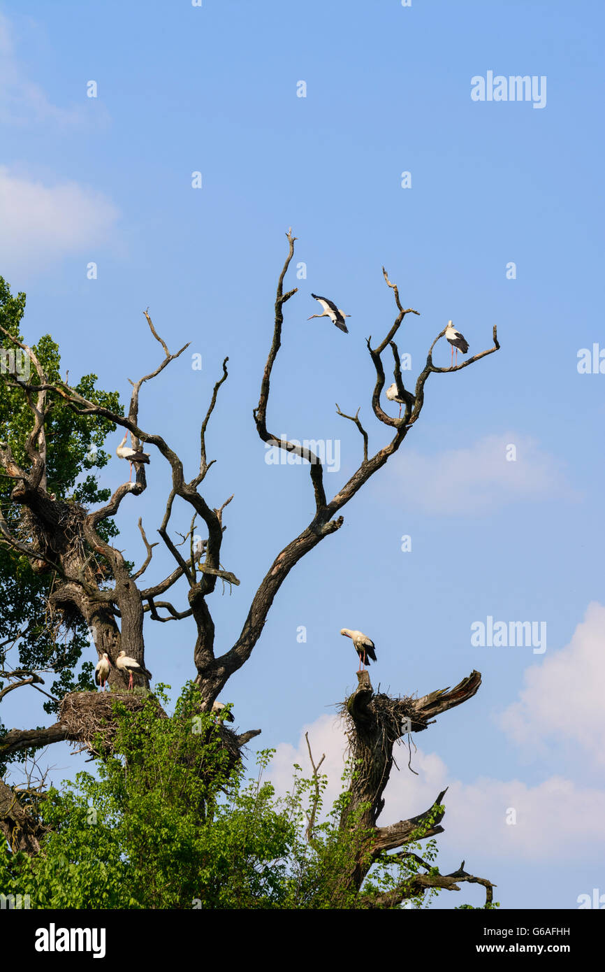 WWF nature reserve Marchegg ( also nature reserve Lower Marchauen ) : stork colony of white stork ( Ciconia ciconia ), Marchegg, Stock Photo