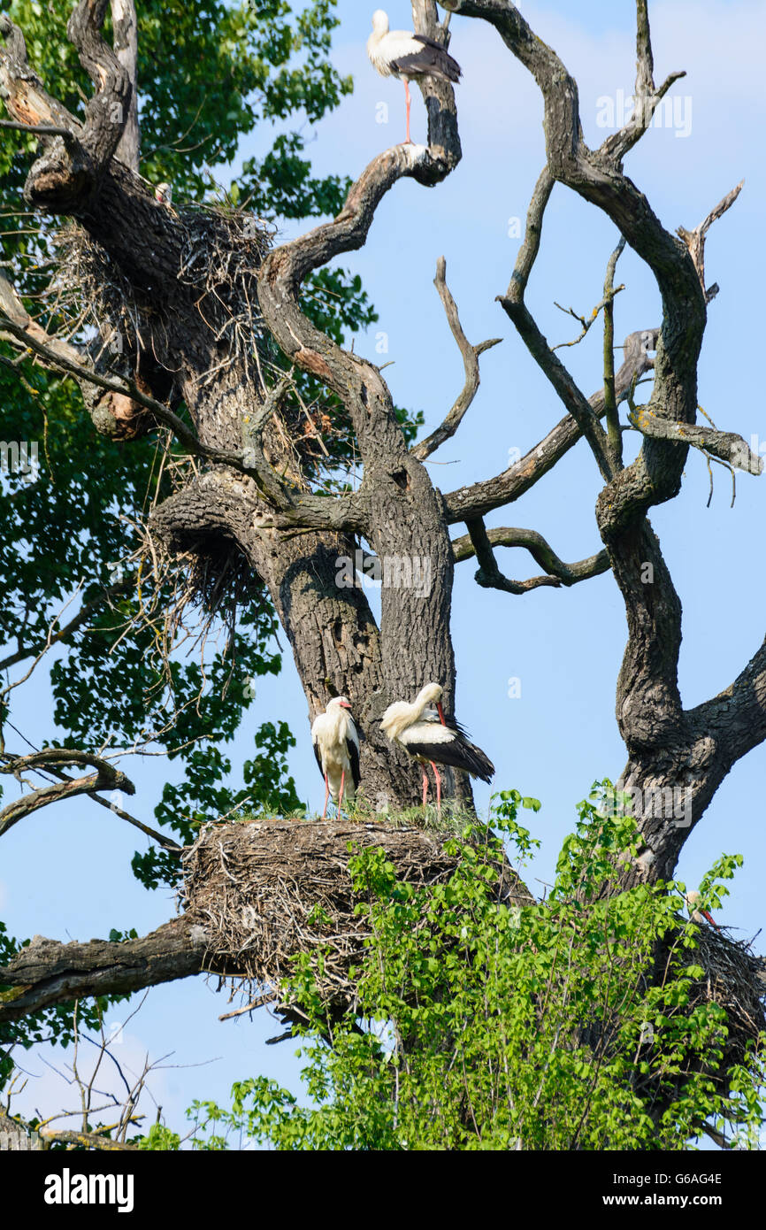 WWF nature reserve Marchegg ( also nature reserve Lower Marchauen ) : stork colony of white stork ( Ciconia ciconia ), Marchegg, Stock Photo