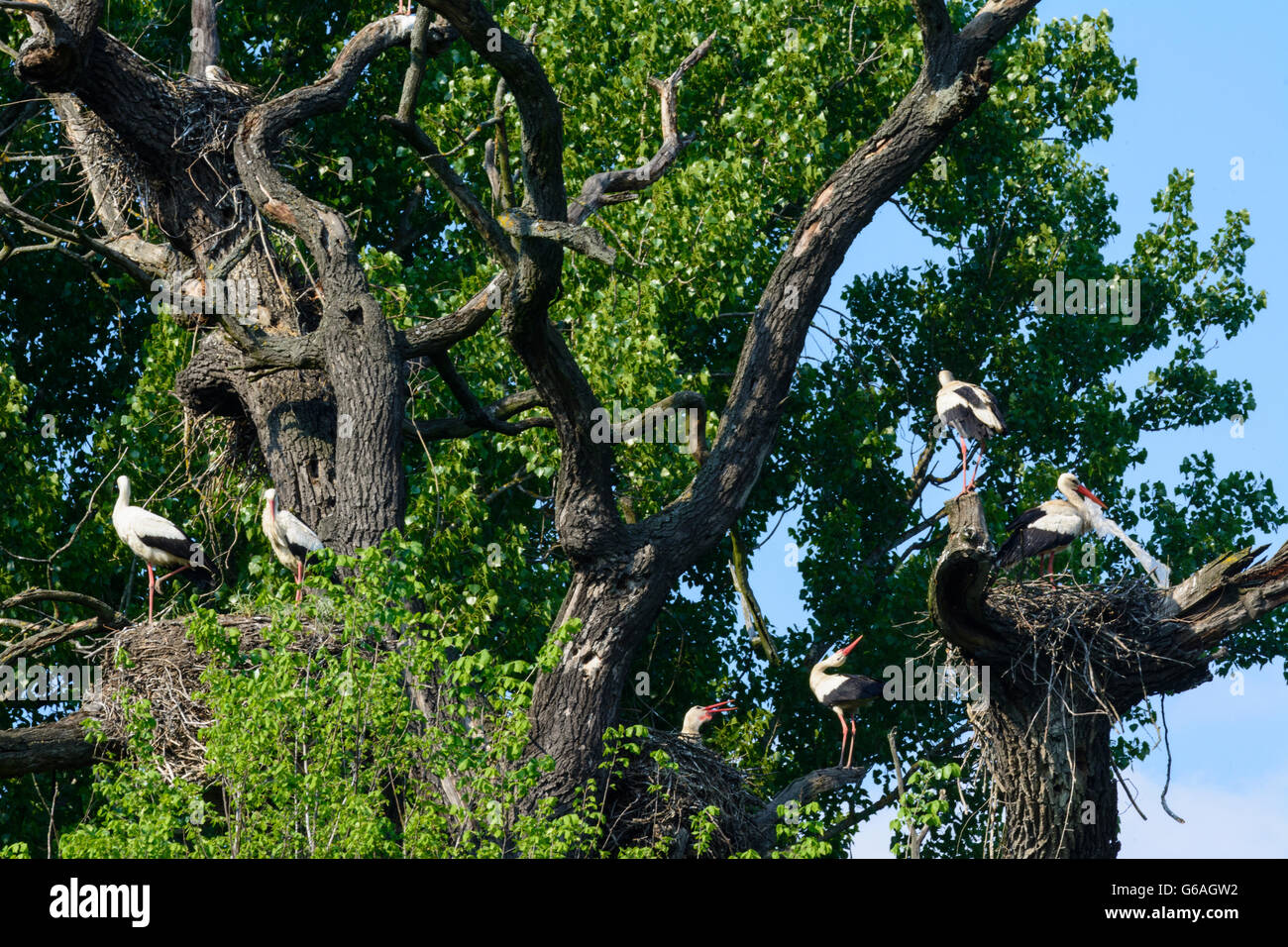 WWF nature reserve Marchegg ( also nature reserve Lower Marchauen ) : stork colony of white stork ( Ciconia ciconia ), Marchegg, Stock Photo