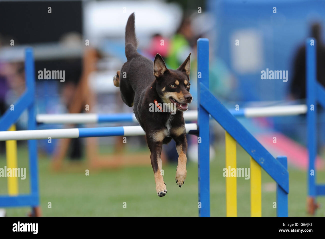 The Kennel Club International Agility Festival. Dogs compete in the
